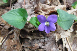 Image of common blue violet