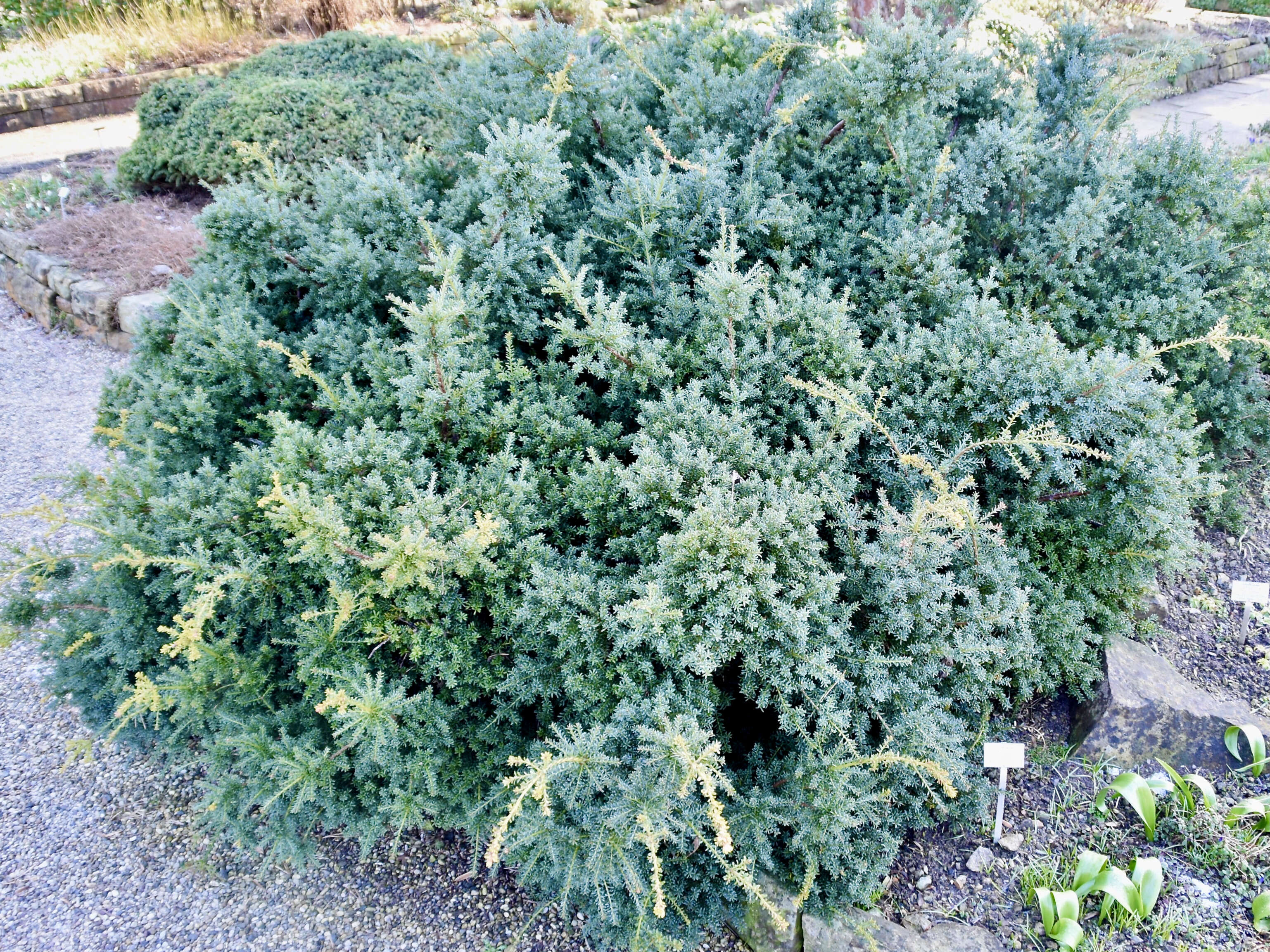 Podocarpus lawrencei Hook. fil. resmi