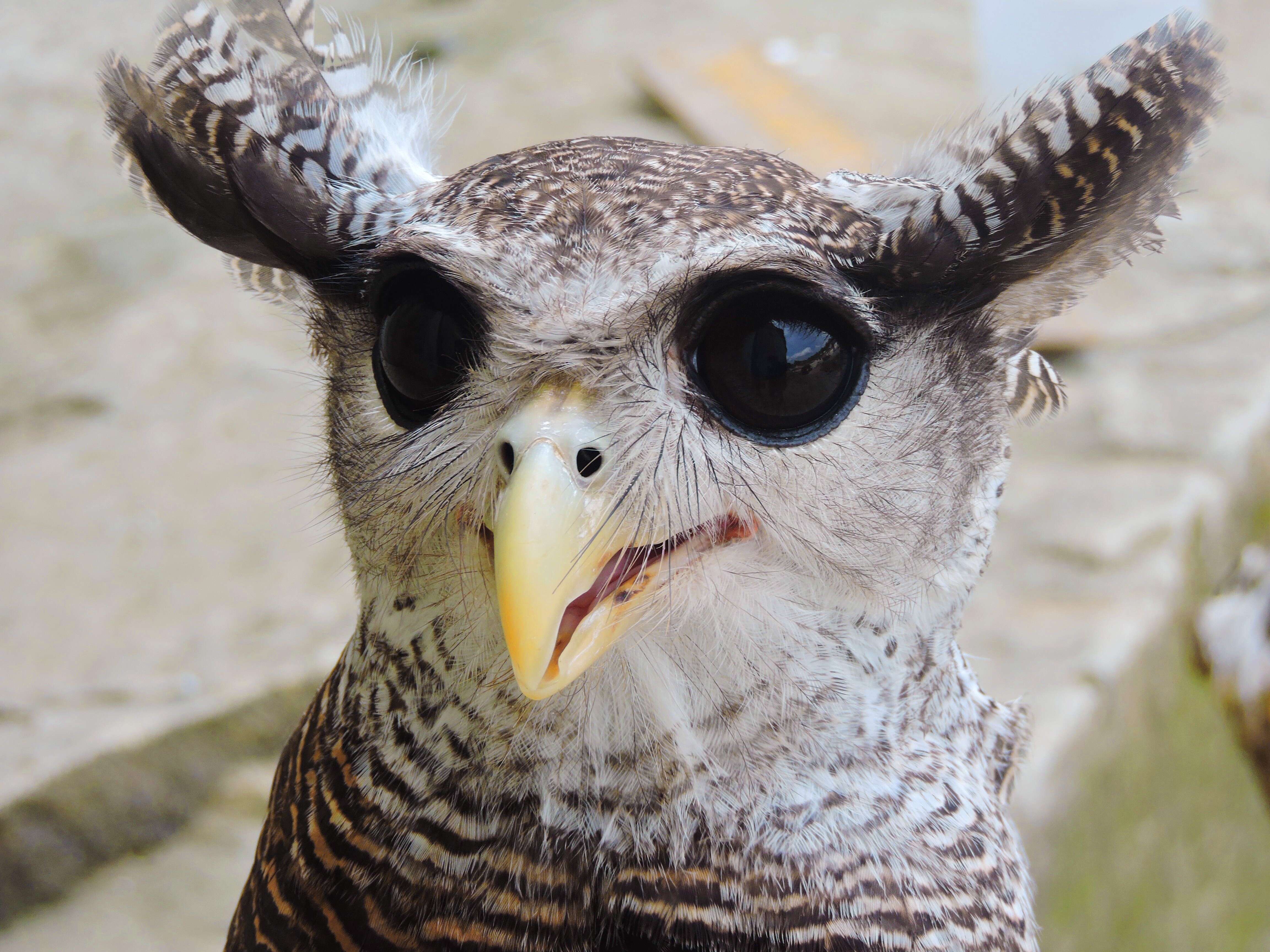 Image of Barred Eagle-Owl