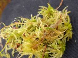 Image of sphagnum