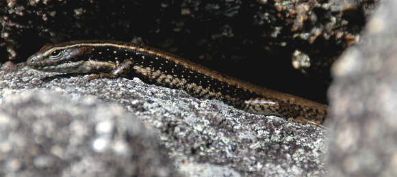 Image of Copper-Tailed Skink