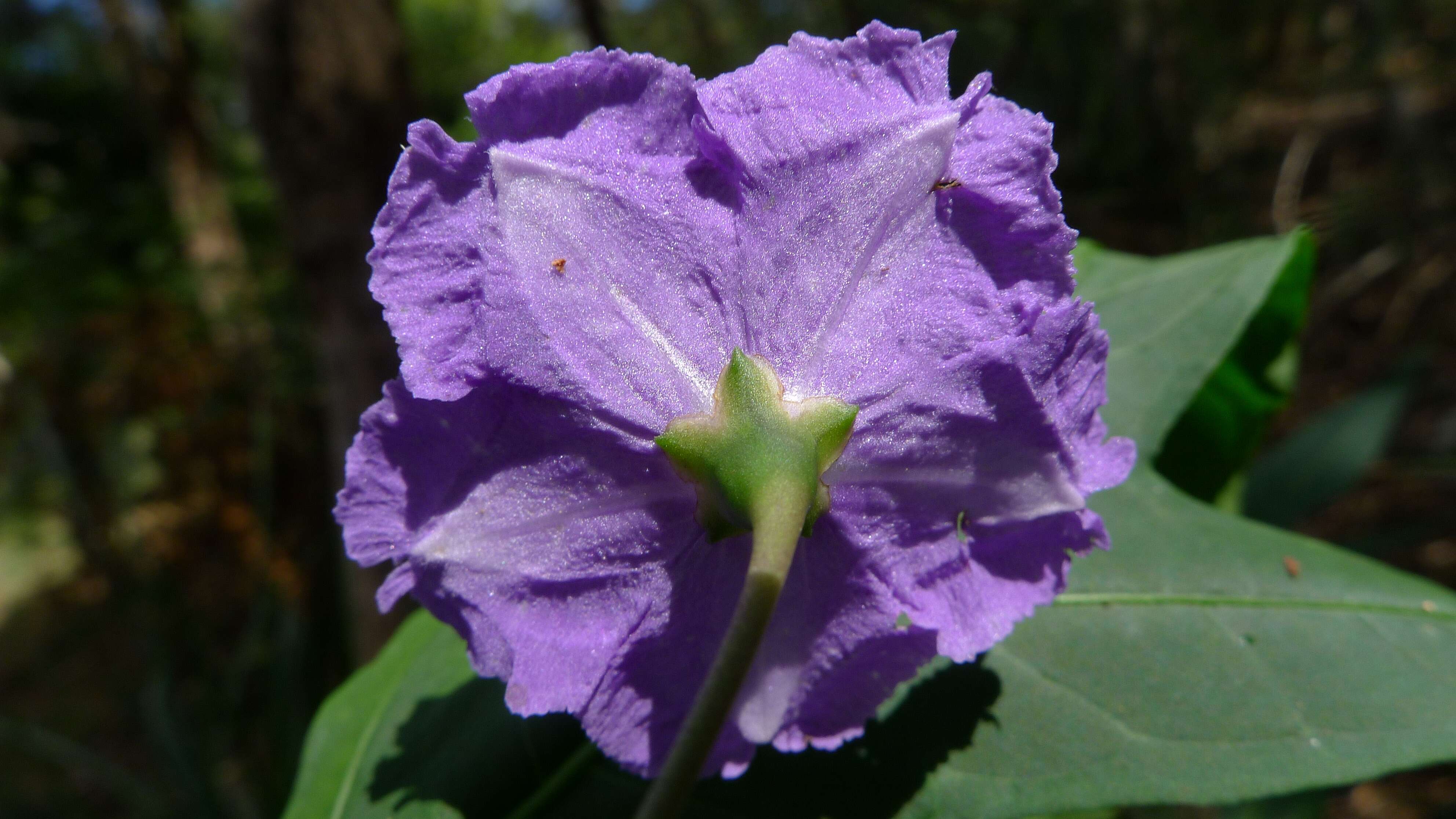 Image of Large Kangaroo Apple