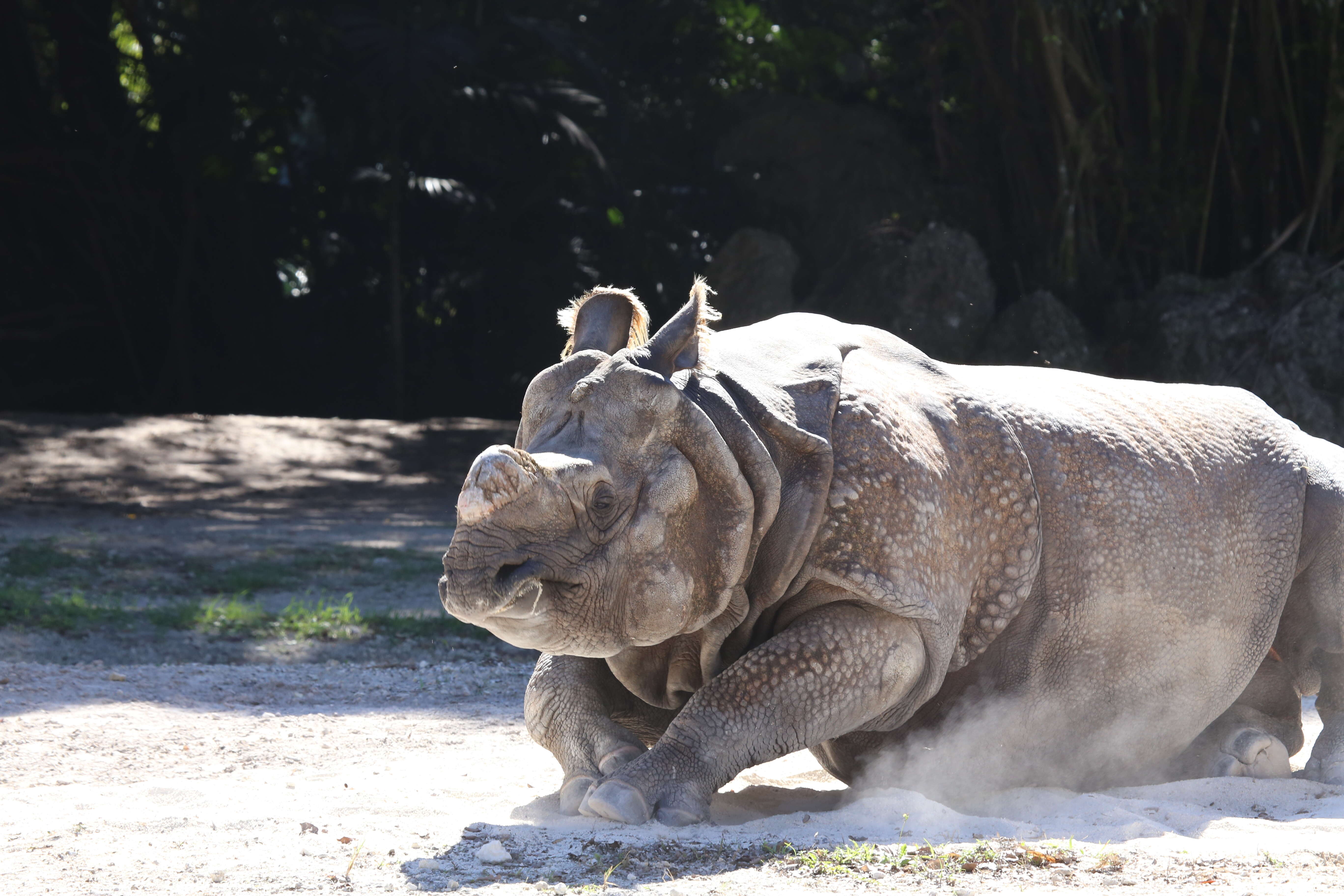 Image of Indian Rhinoceros