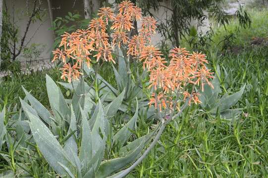 Image of Aloe hereroensis Engl.