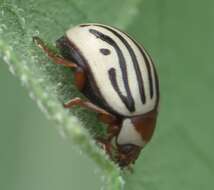 Image of Sunflower Beetle