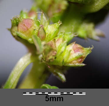 Image of Mediterranean Amaranth