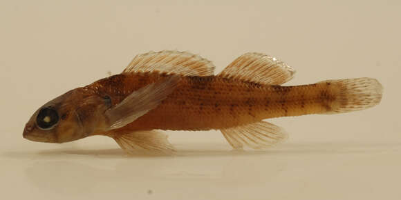 Image of Creole Darter