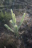 Imagem de Leucadendron verticillatum (Thunb.) Meissn.