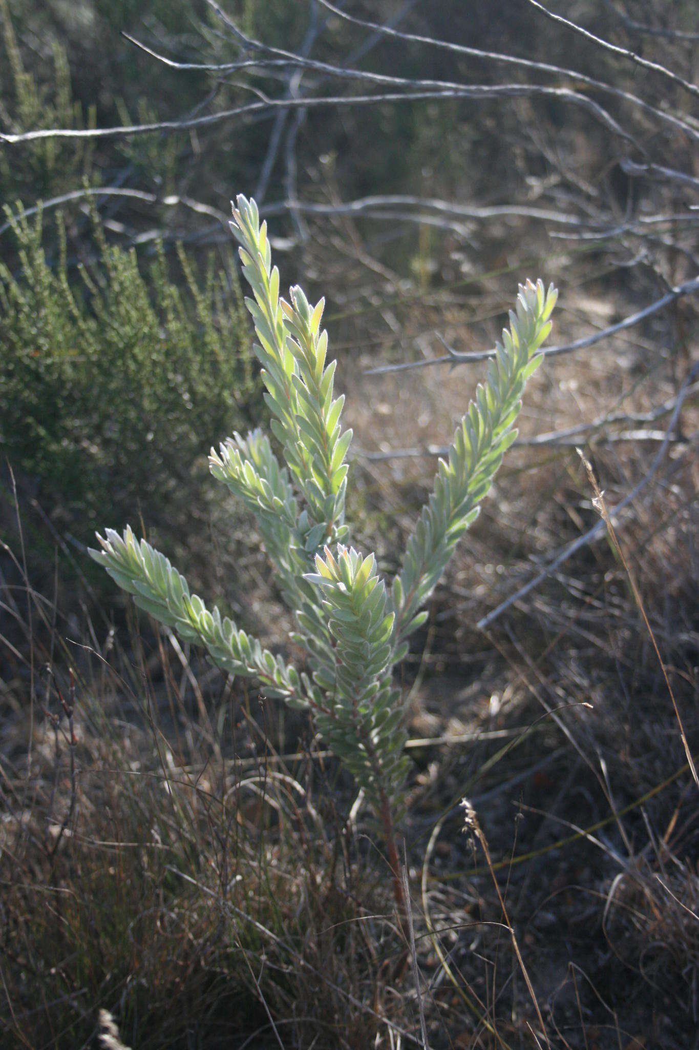 Imagem de Leucadendron verticillatum (Thunb.) Meissn.