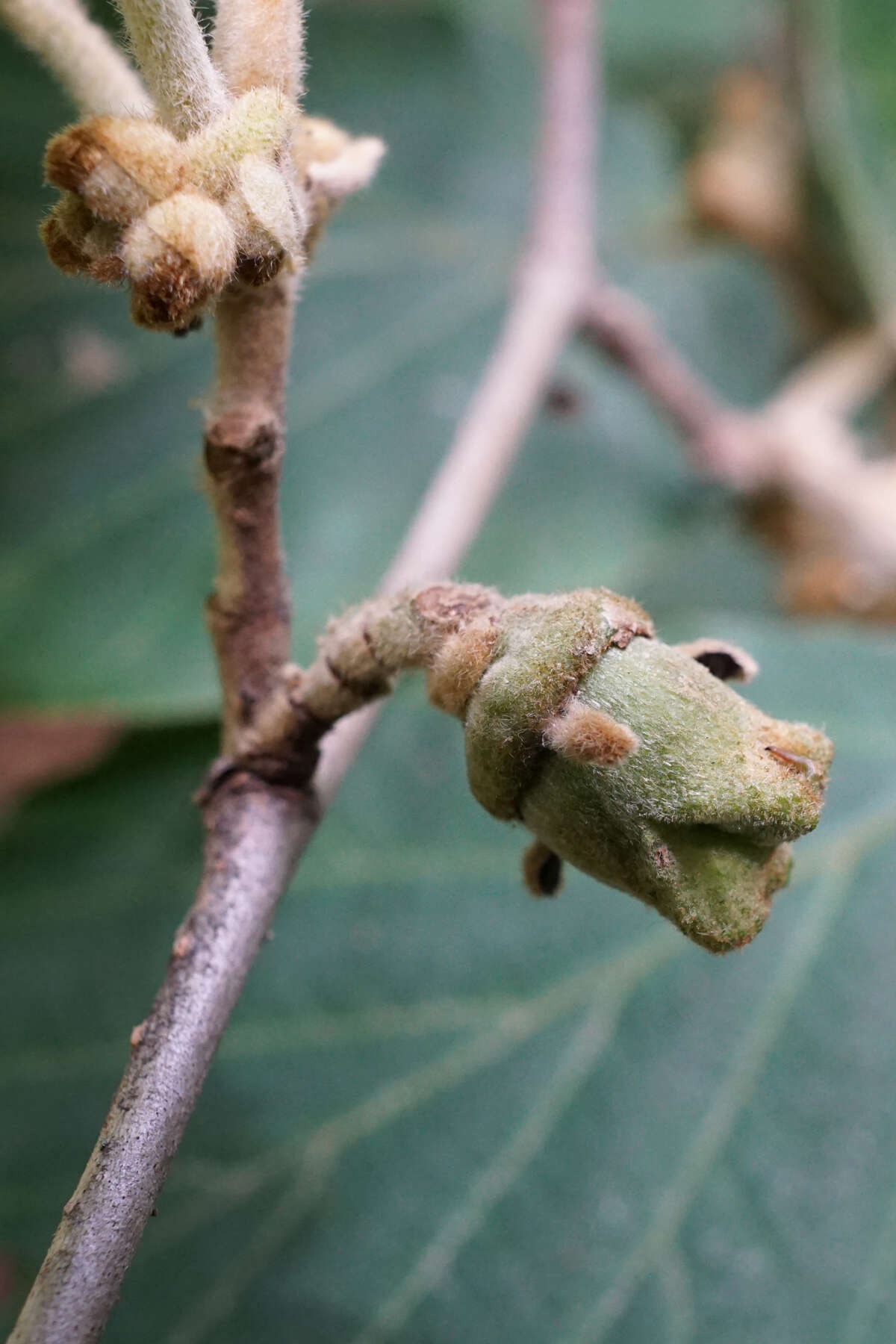 Hamamelis mollis Oliv. resmi