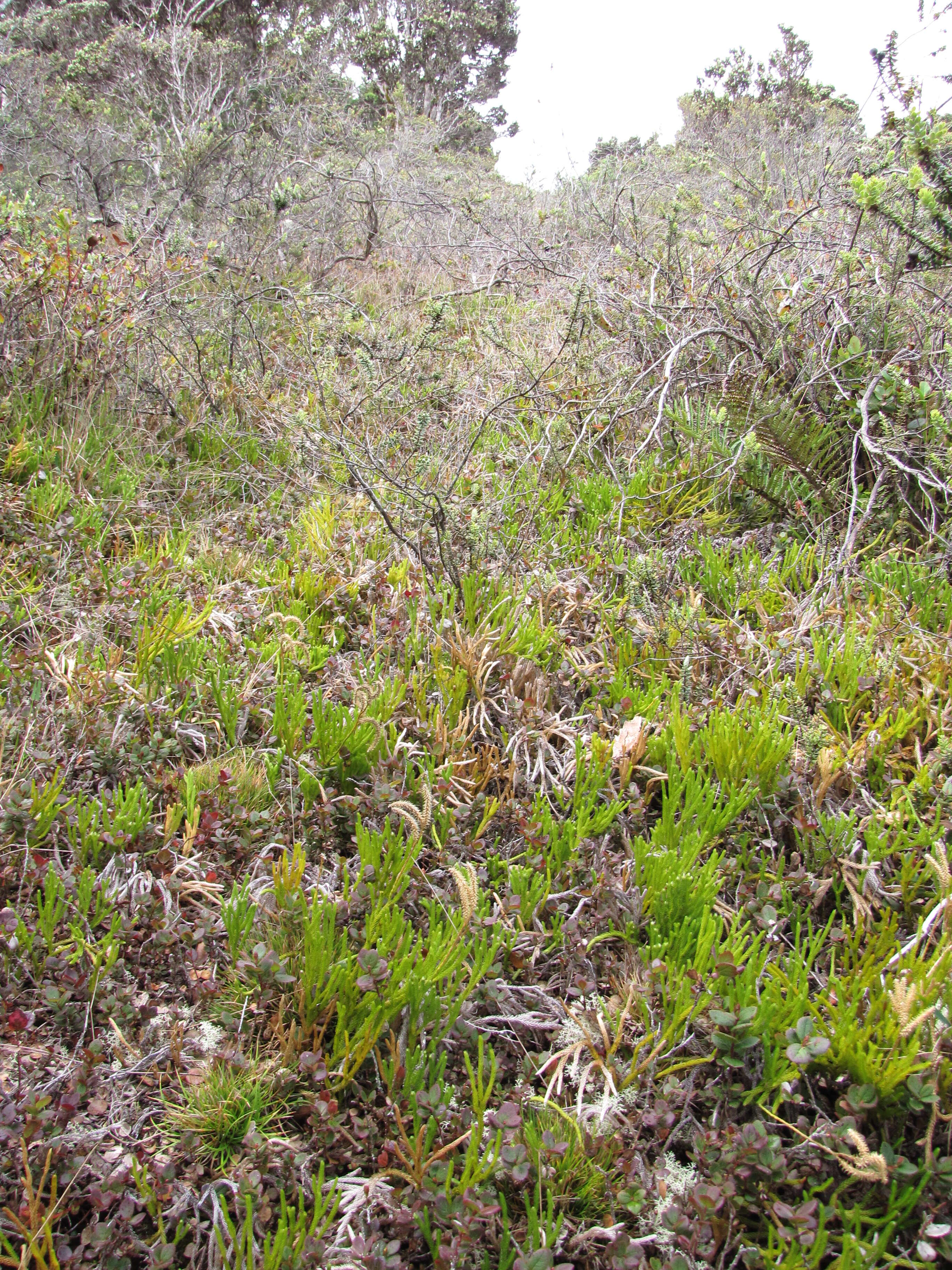 Image of clubmoss