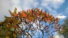 Image of staghorn sumac