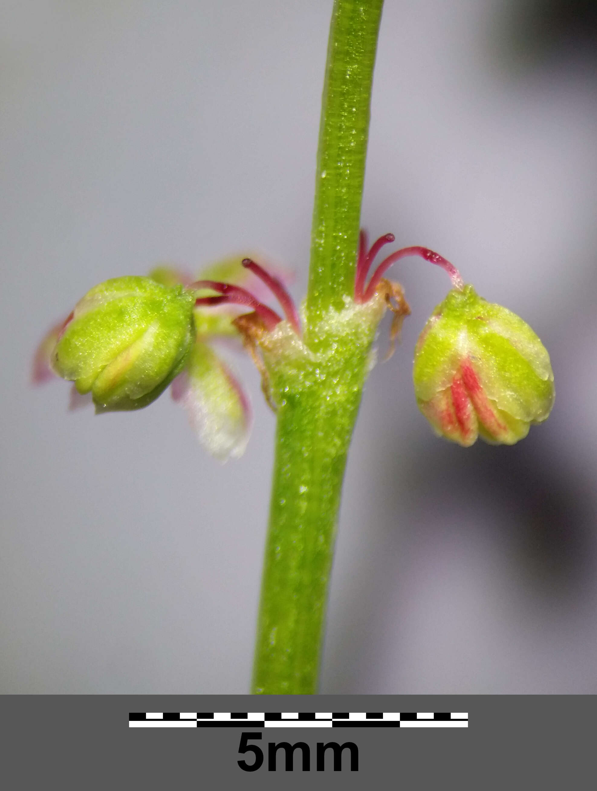 Image of Common Sorrel