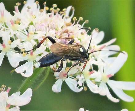 Image of Vulgichneumon