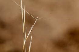 Aristida purpurea Nutt.的圖片