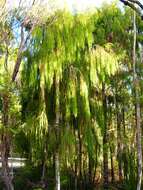 Image of Dacrydium