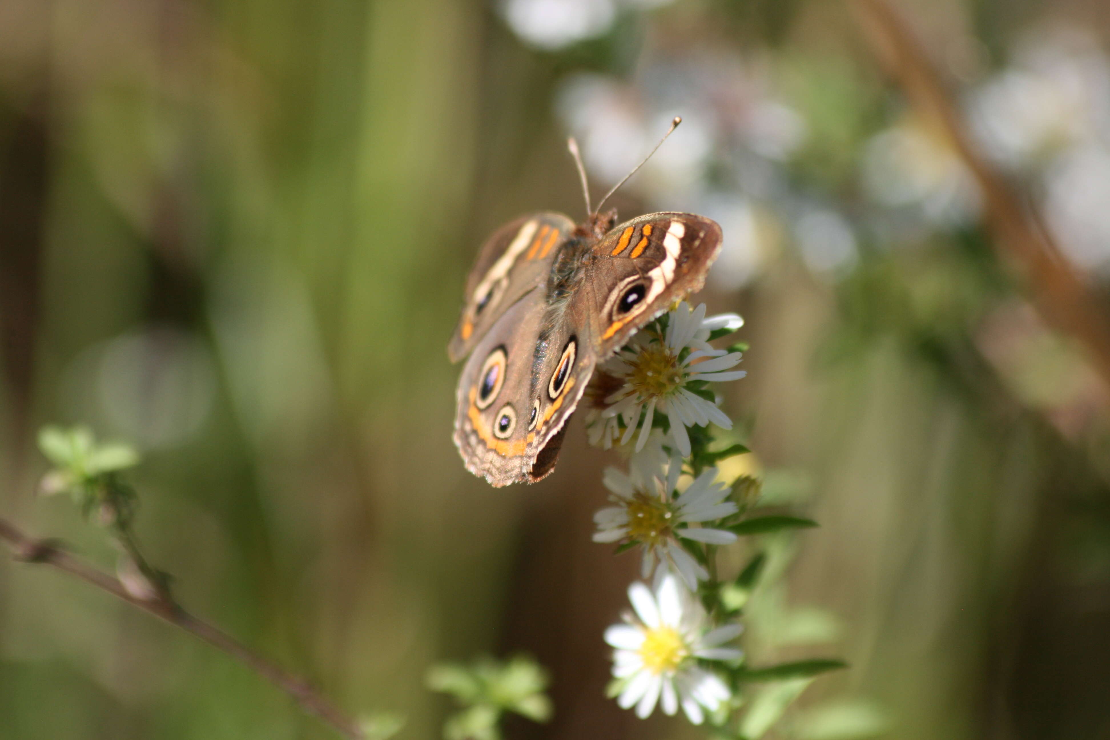 Image of Common buckeye