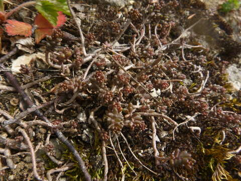 Image of White Stonecrop