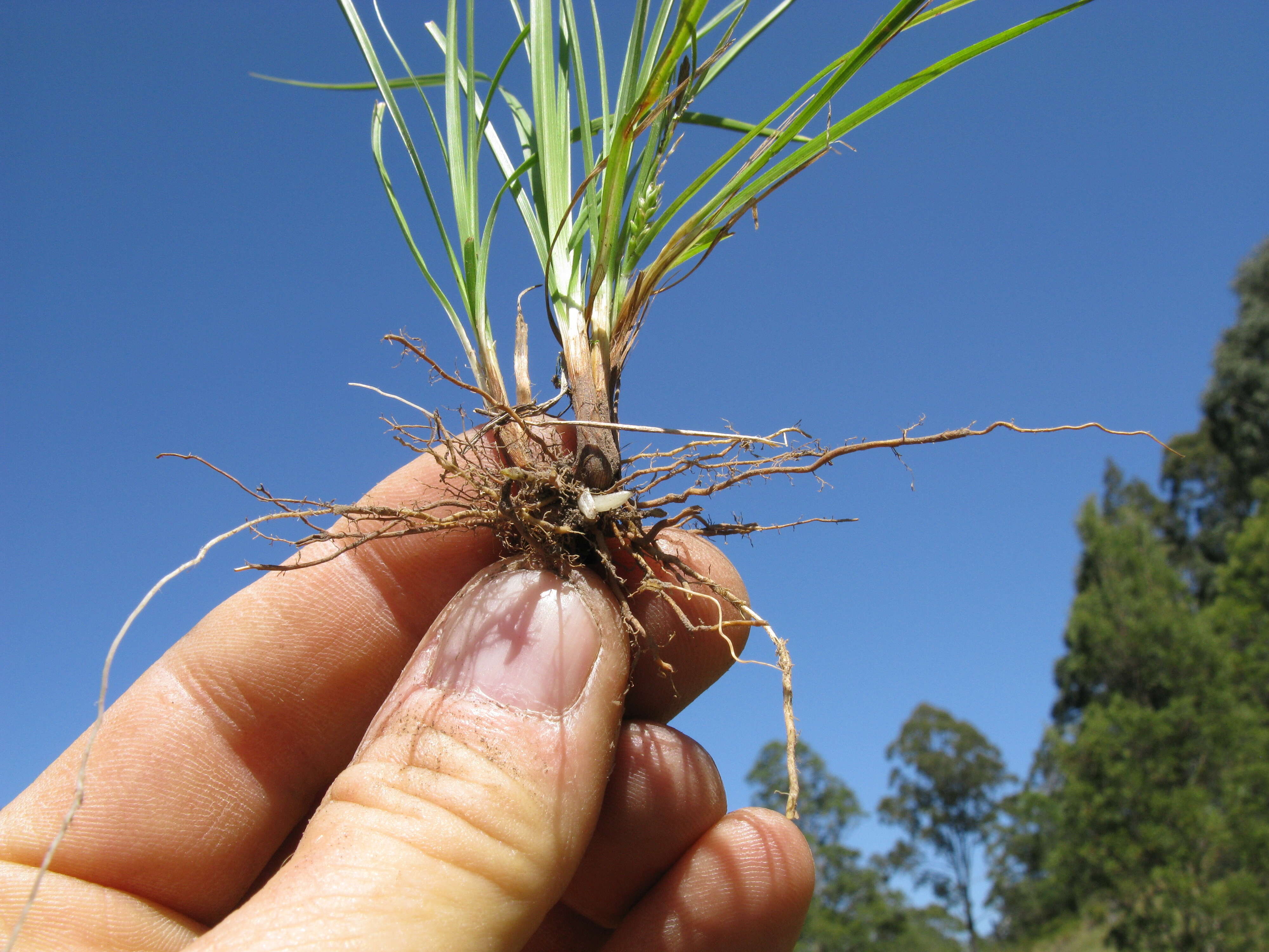 Image of Asian shortstem sedge