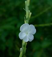 Image of Stachytarpheta indica (L.) Vahl