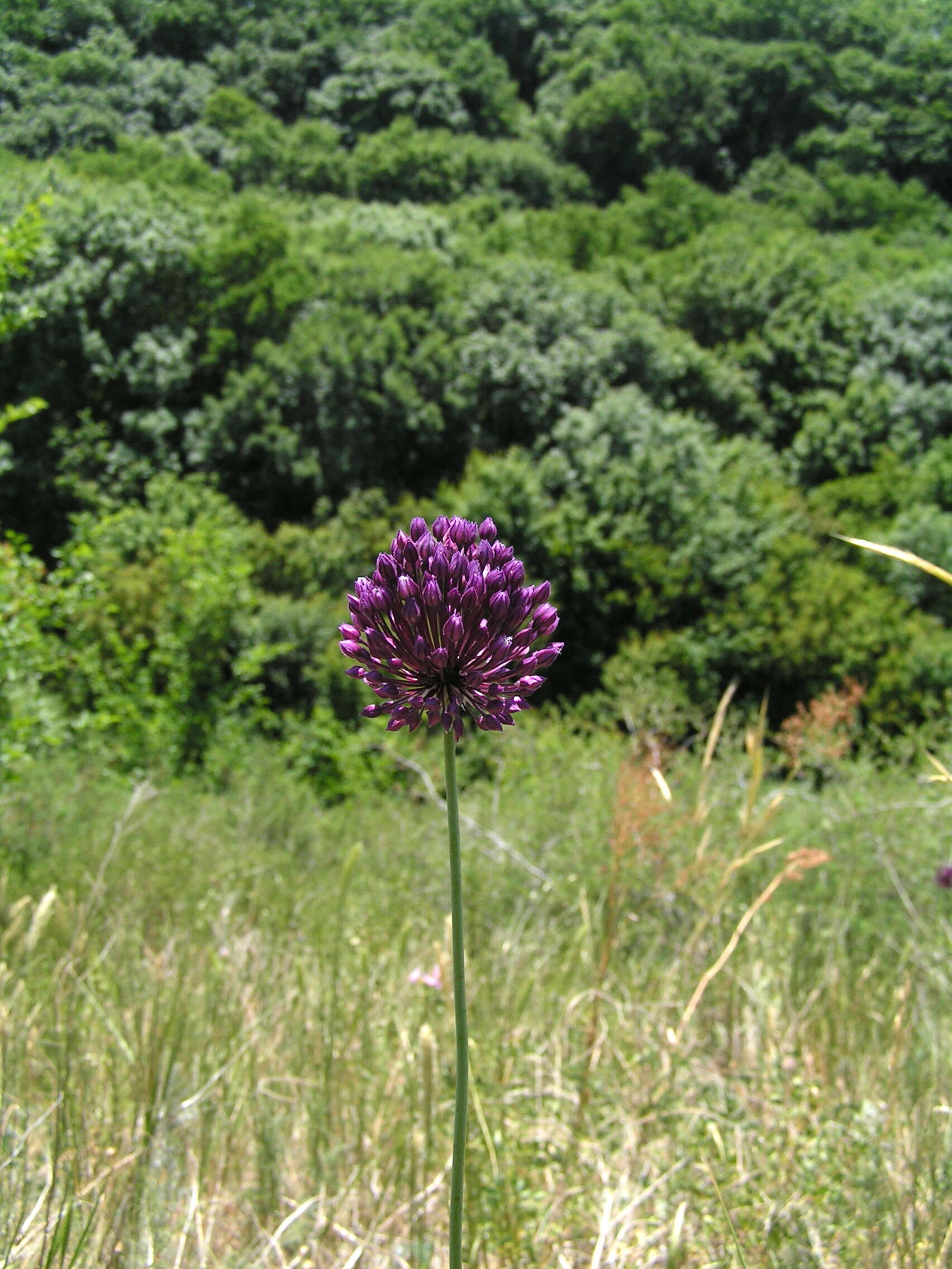 Image of sand leek