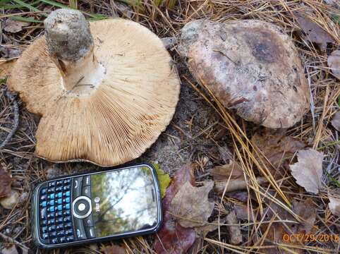 Imagem de Tricholoma colossus (Fr.) Quél. 1872