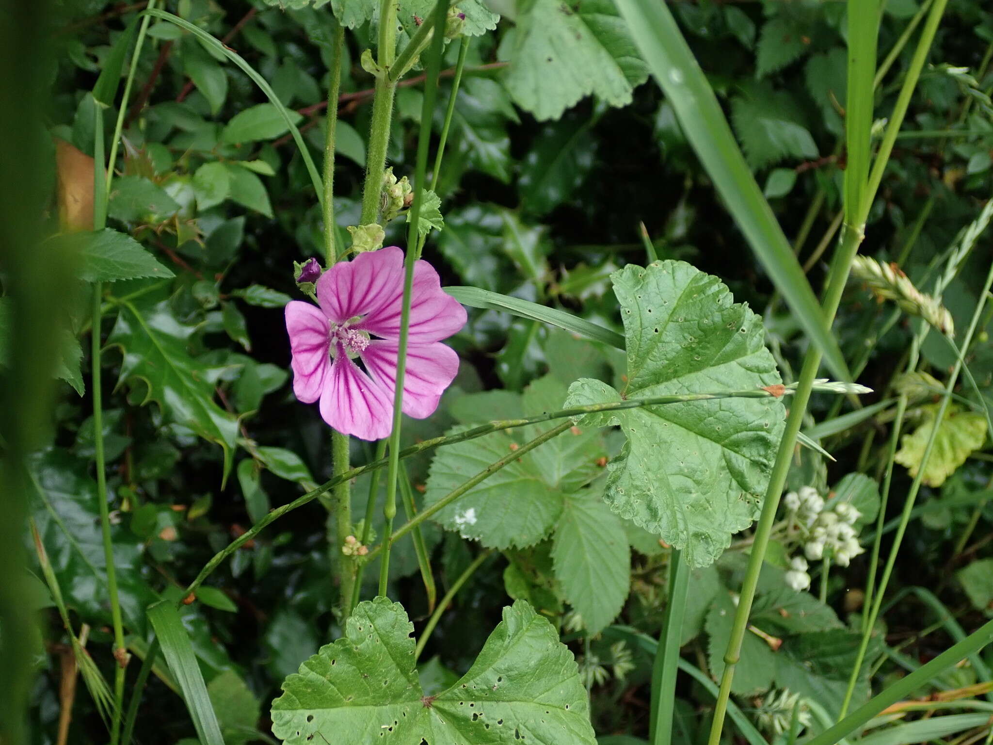 Image of high mallow