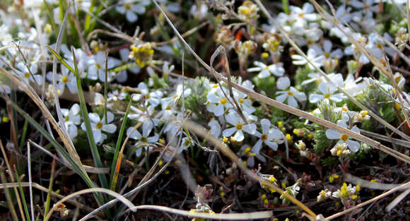 Image of cushion phlox