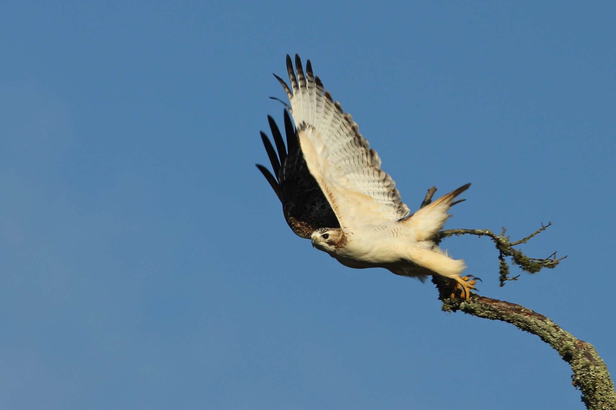 Image of Buteo jamaicensis kriderii