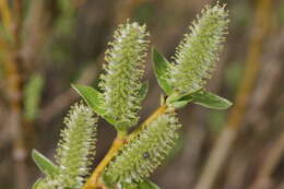 Image of Salix waldsteiniana Willd.