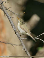 Plancia ëd Phylloscopus occipitalis (Blyth 1845)