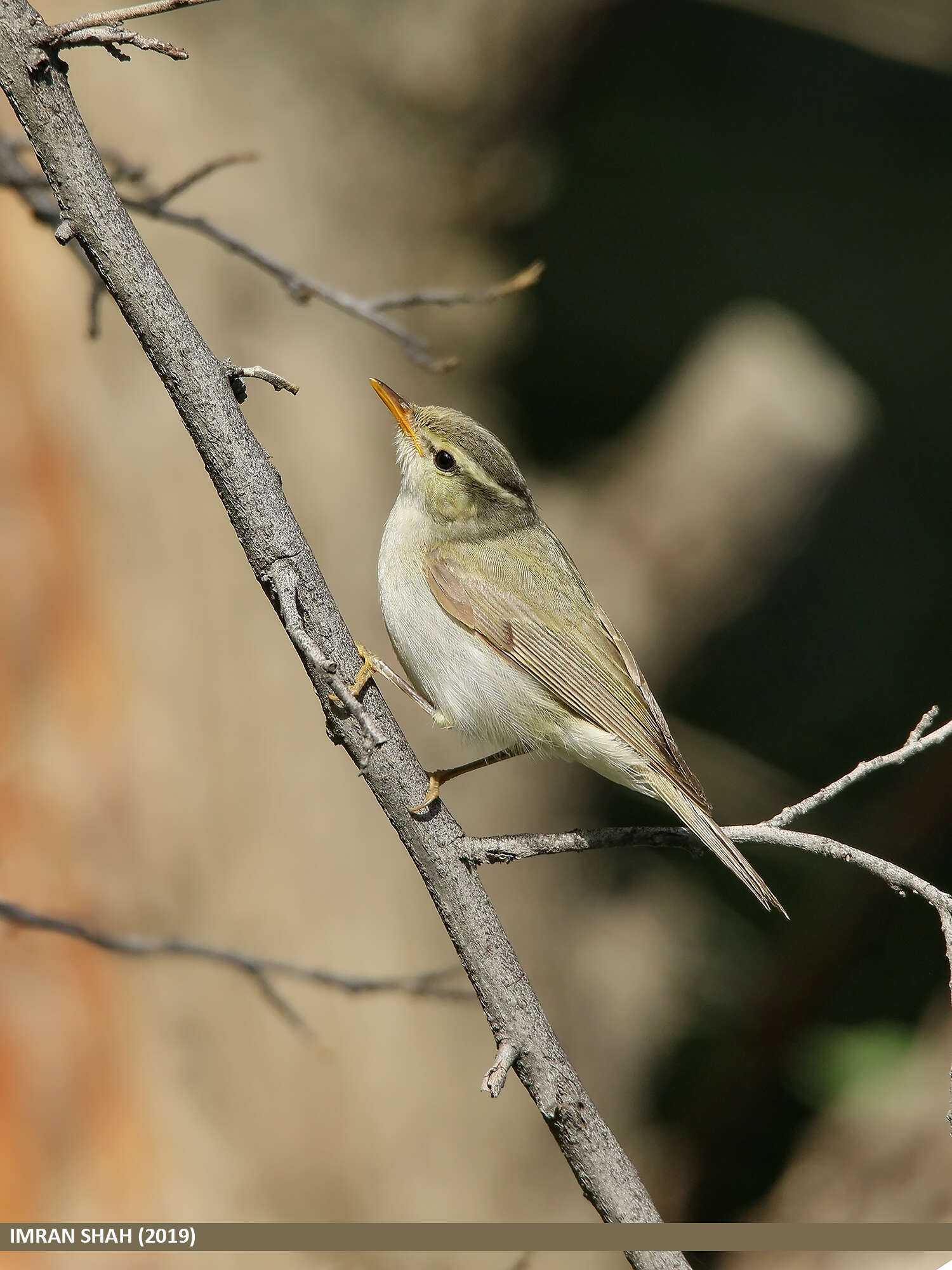 Plancia ëd Phylloscopus occipitalis (Blyth 1845)