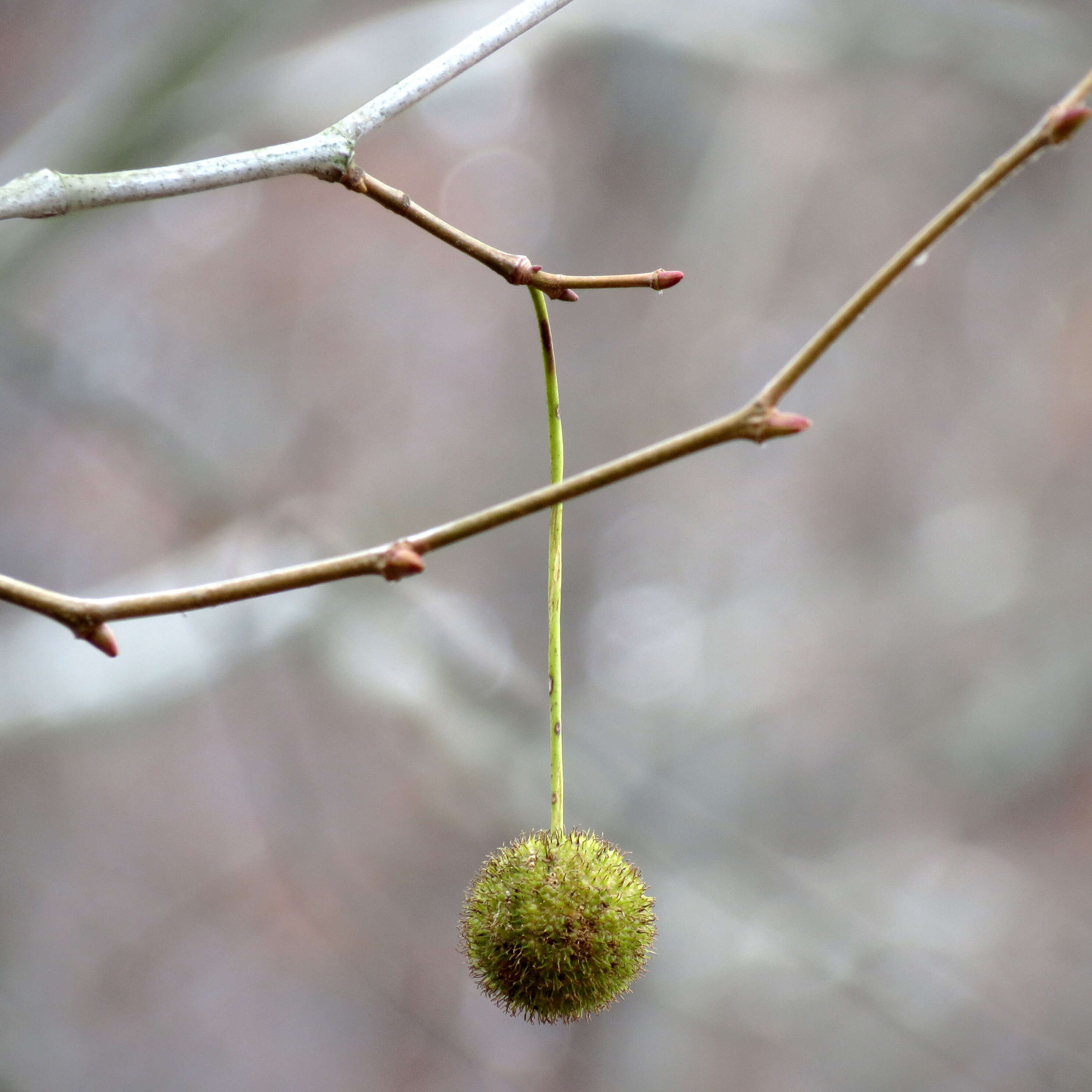 Image of American sycamore