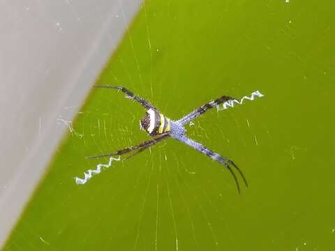 Image of Argiope pulchella Thorell 1881