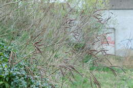 Image of desert false indigo