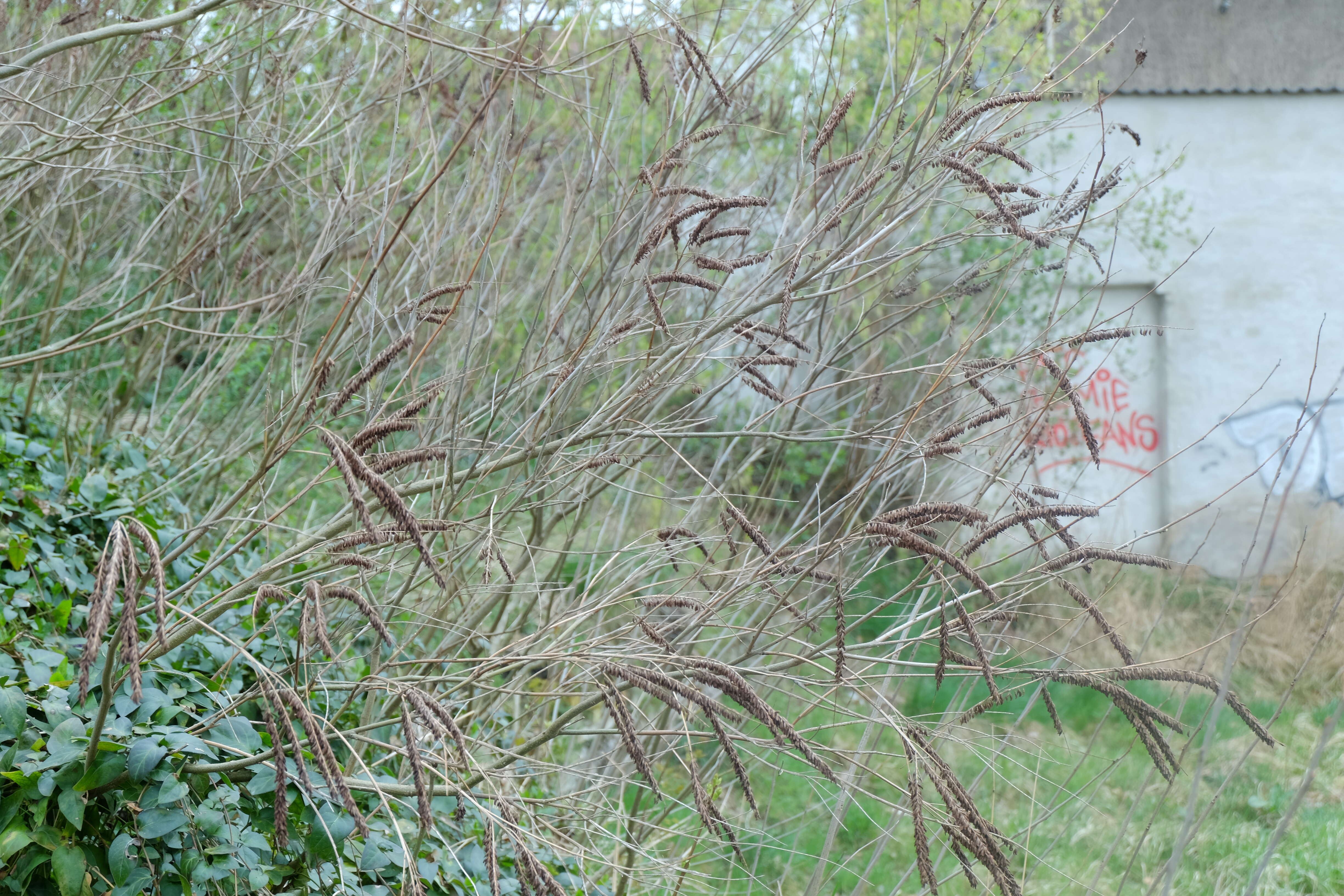 Image of desert false indigo