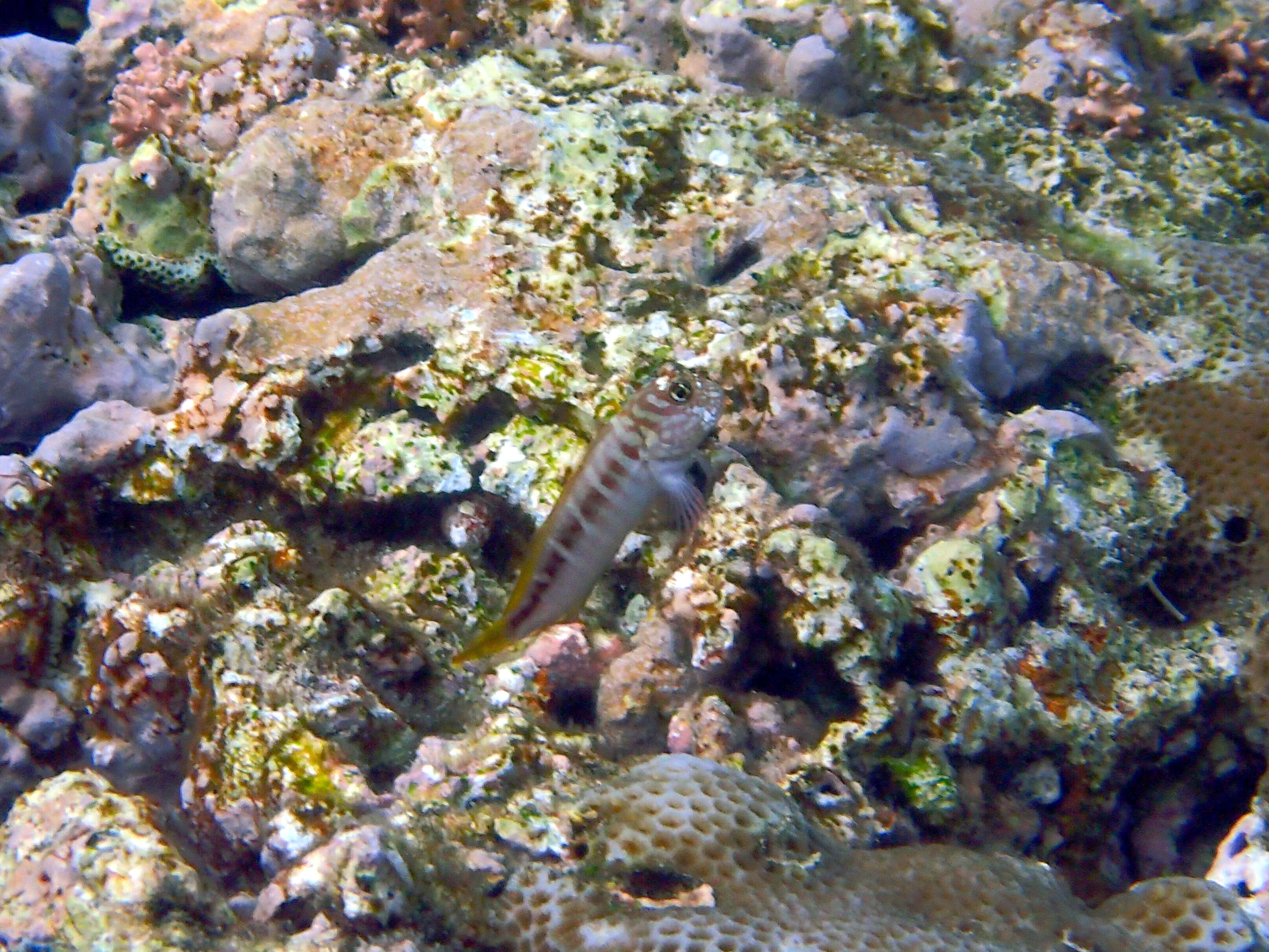 Image of Barred Blenny