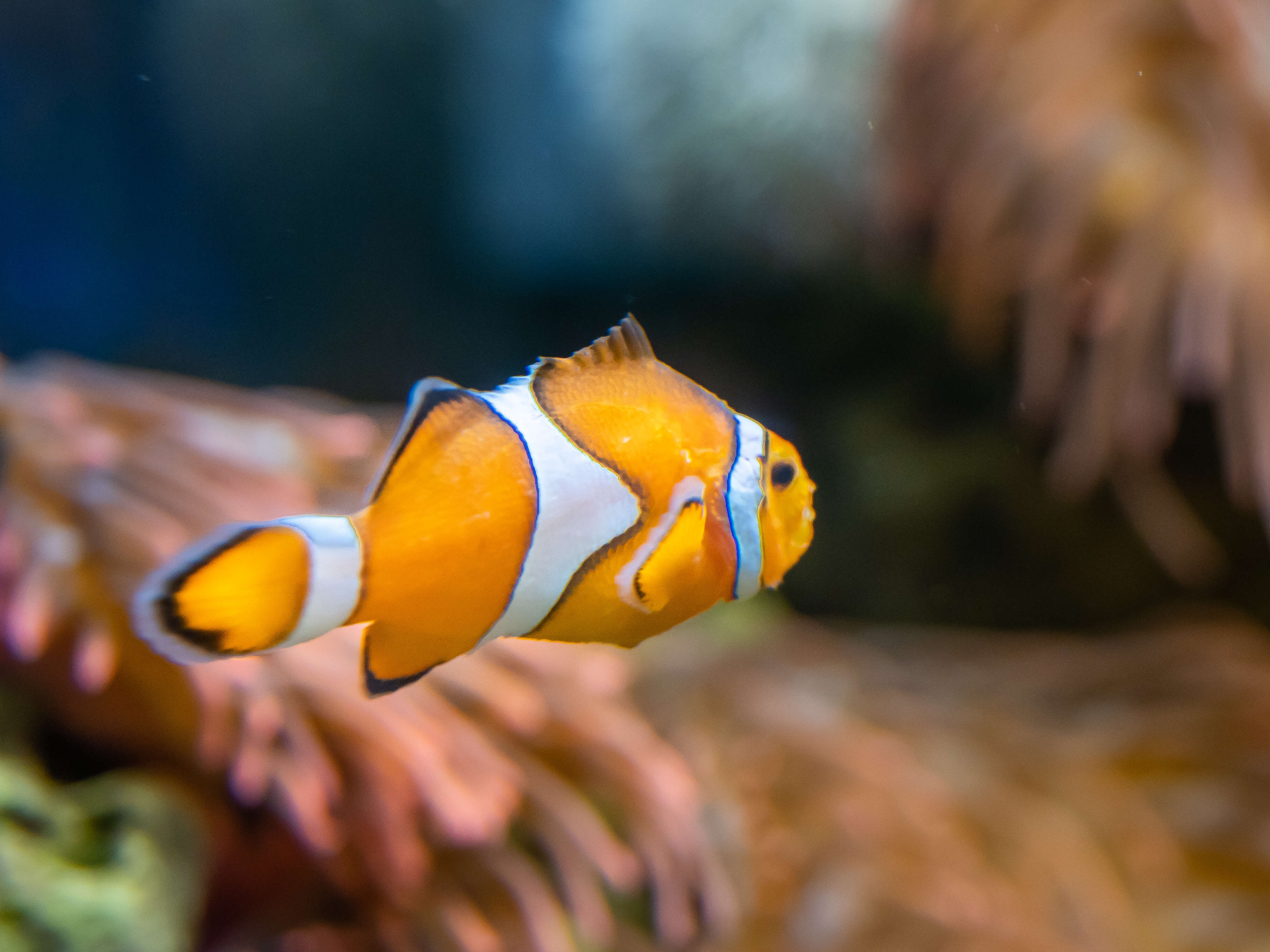 Image of Common clownfish