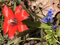 Image of Tulipa linifolia Regel