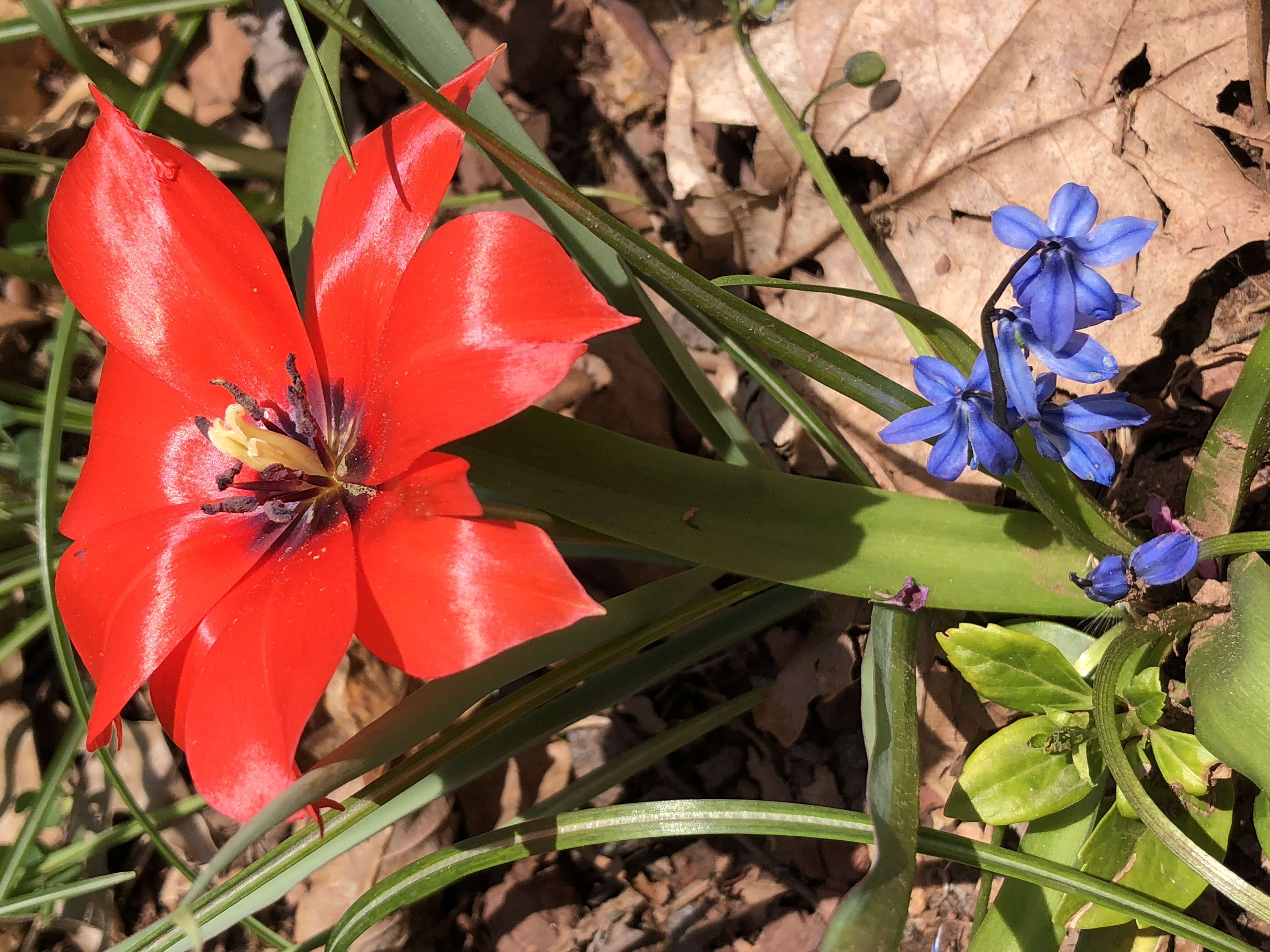 Image of Tulipa linifolia Regel