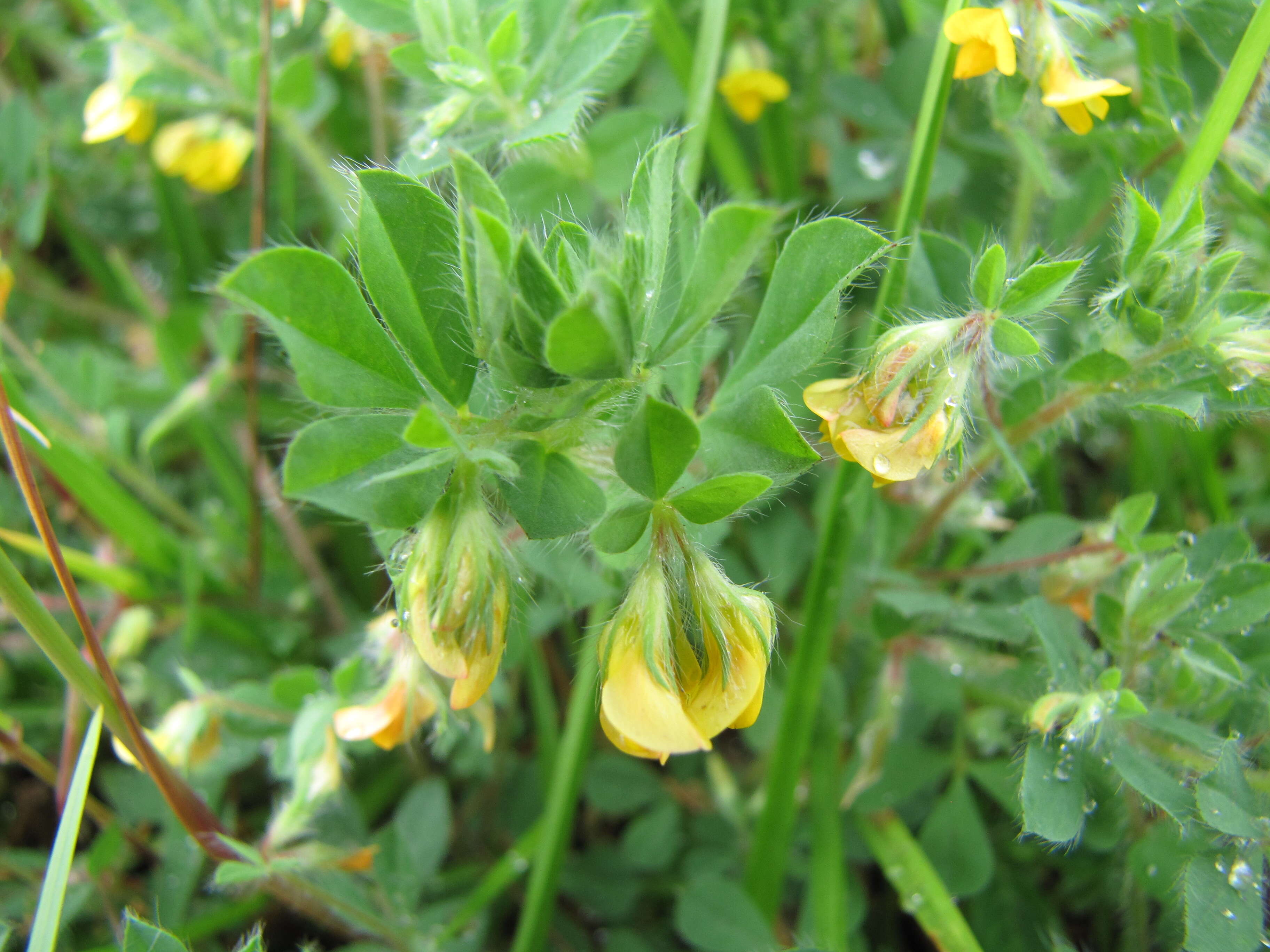 Image of hairy bird's-foot trefoil