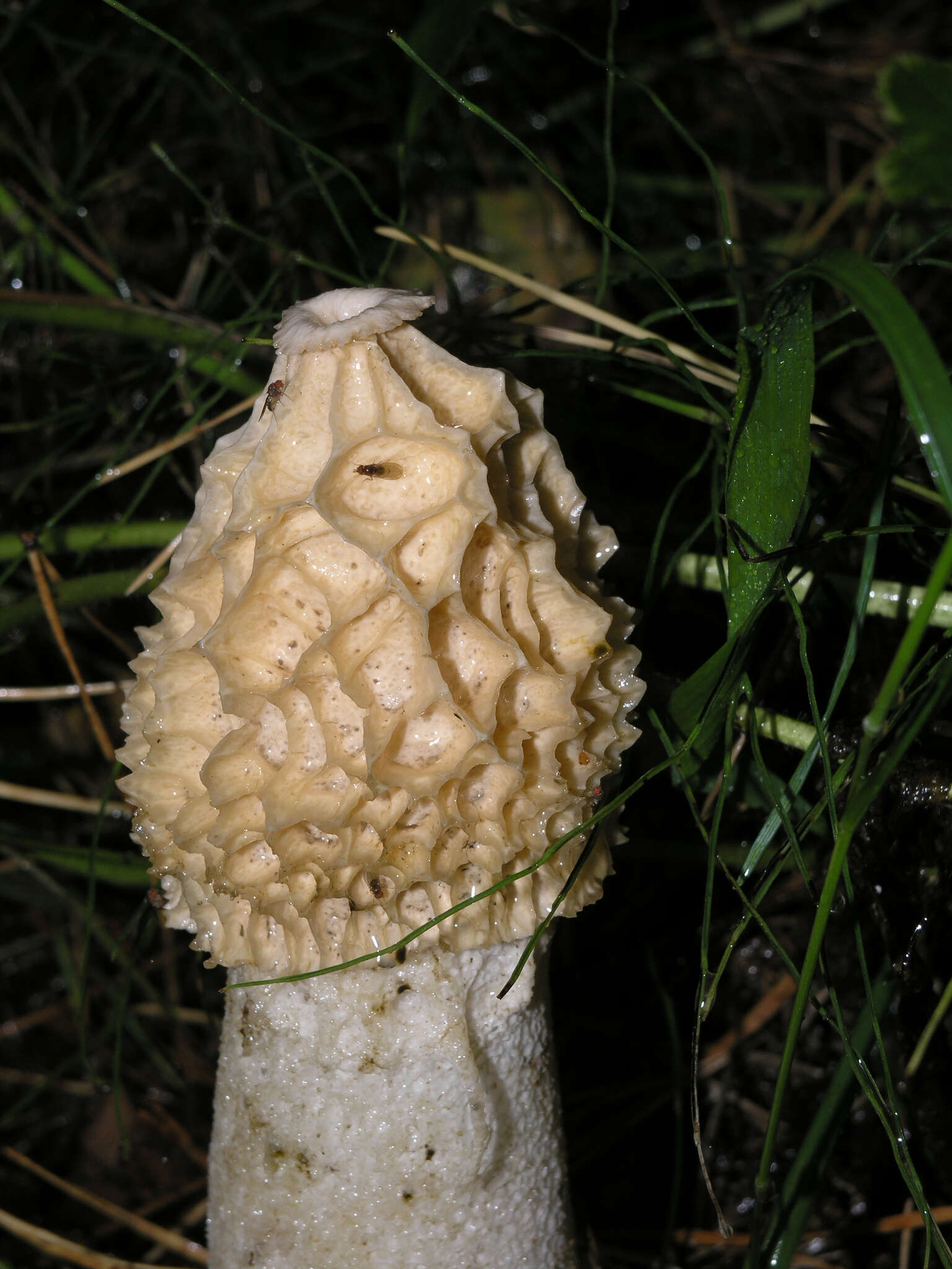 Image of Stinkhorn