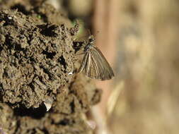 Aeromachus pygmaeus Fabricius 1775 resmi