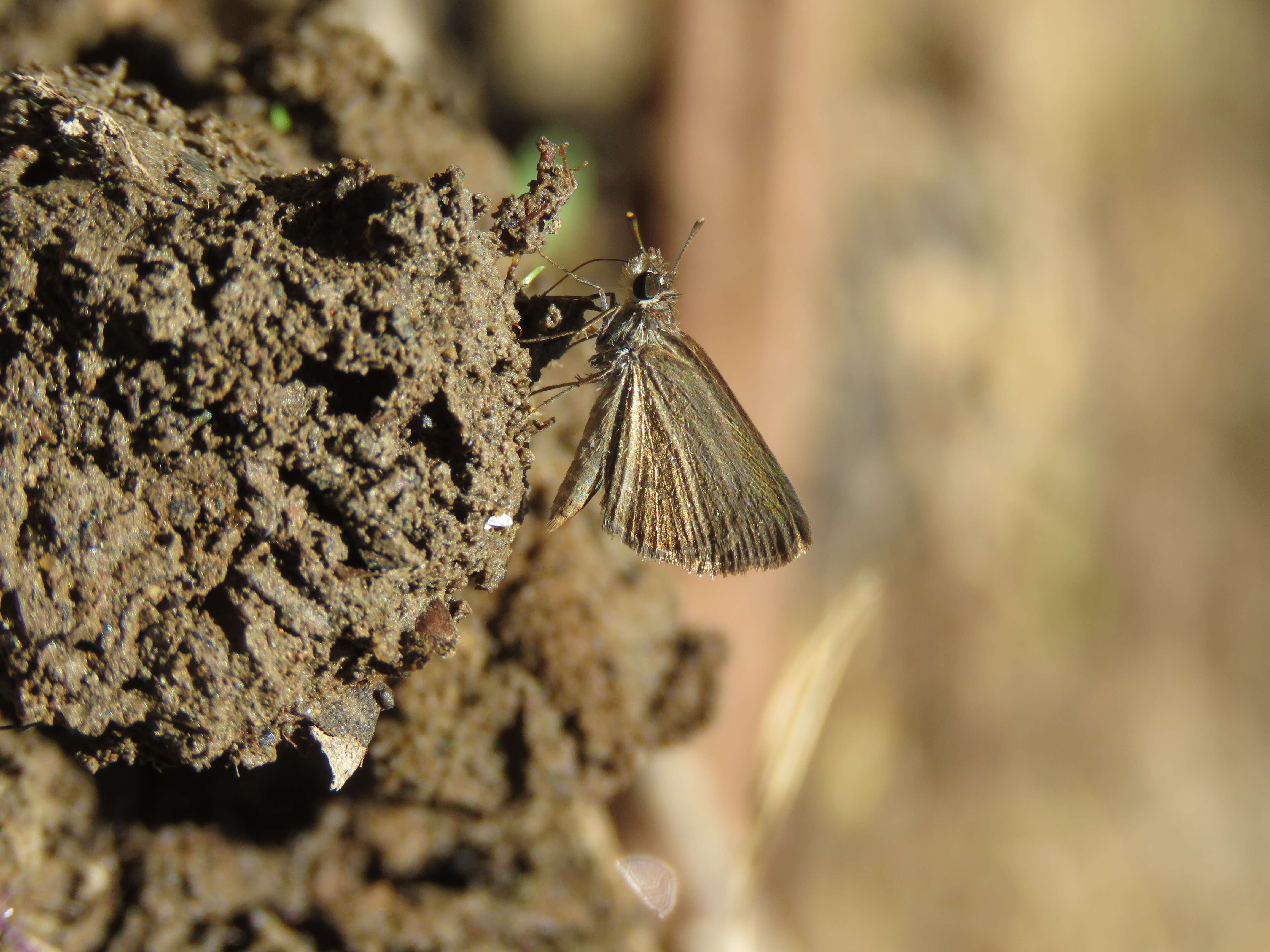 Aeromachus pygmaeus Fabricius 1775 resmi