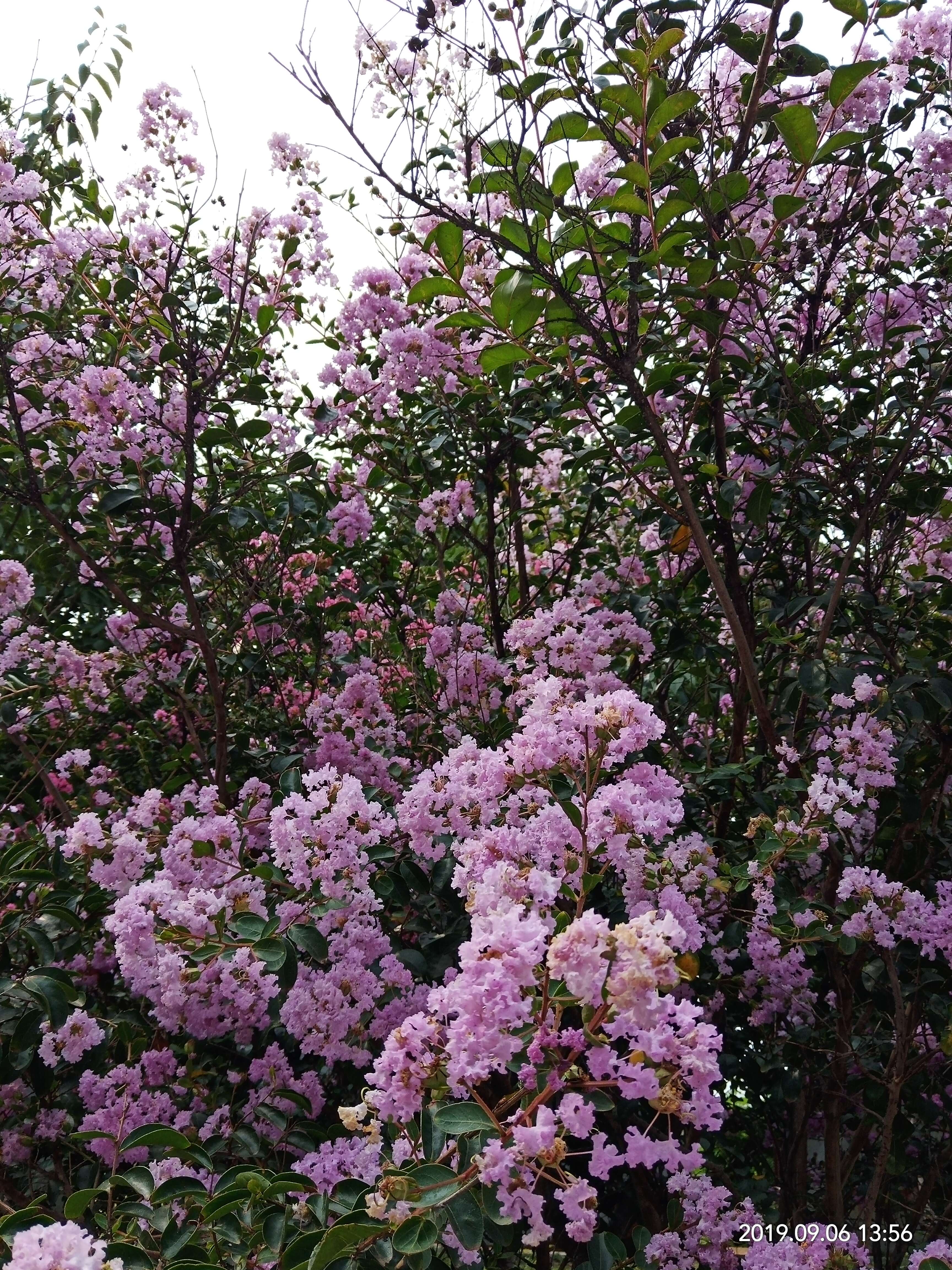 Image of lagerstroemia