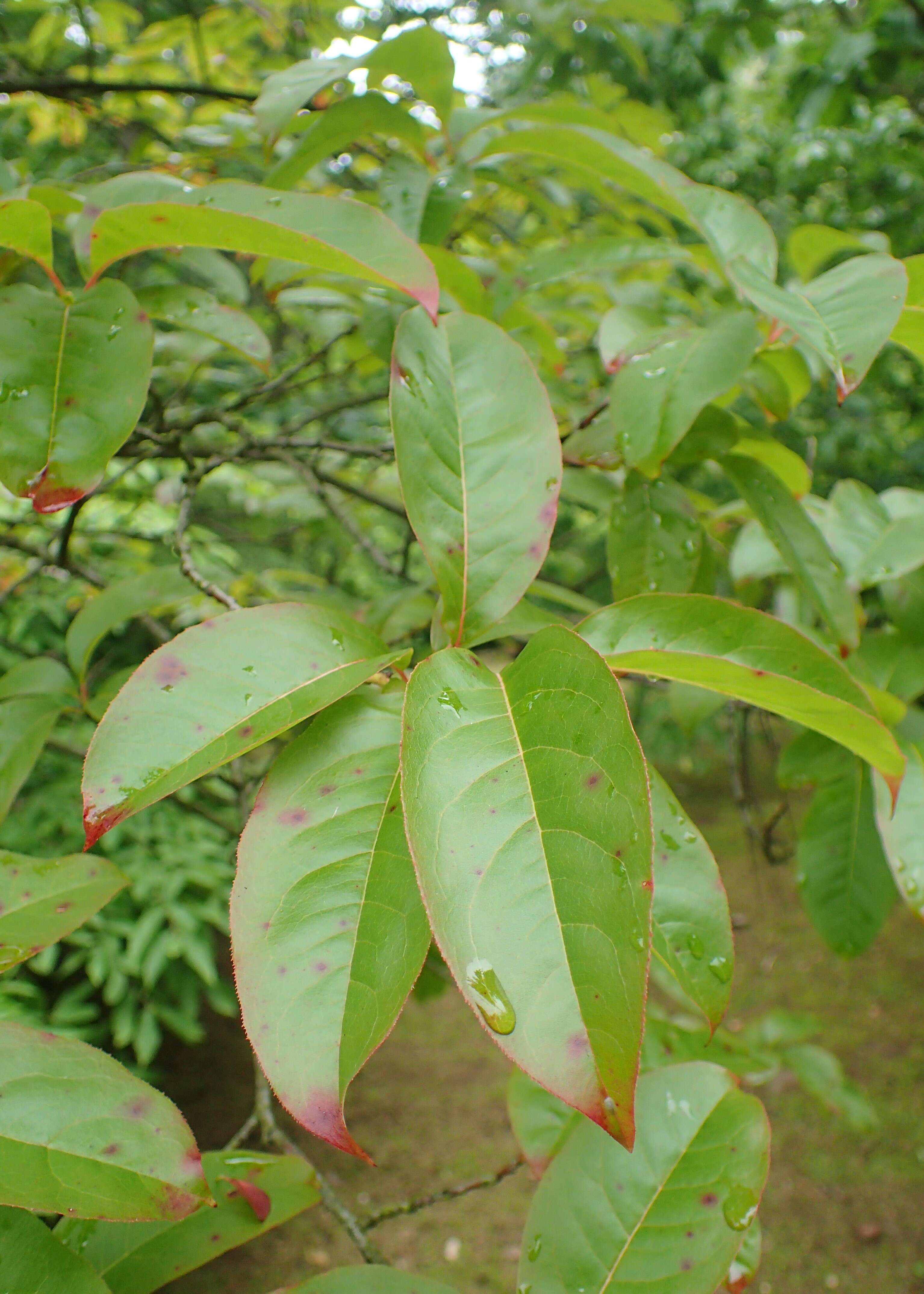 Image de Oxydendrum