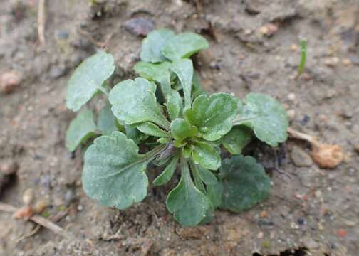 Слика од Viola arvensis Murray