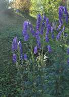 Image of Carmichael's monkshood