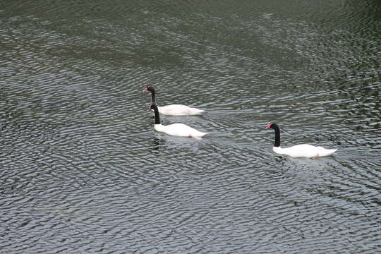 Image of Black-necked Swan