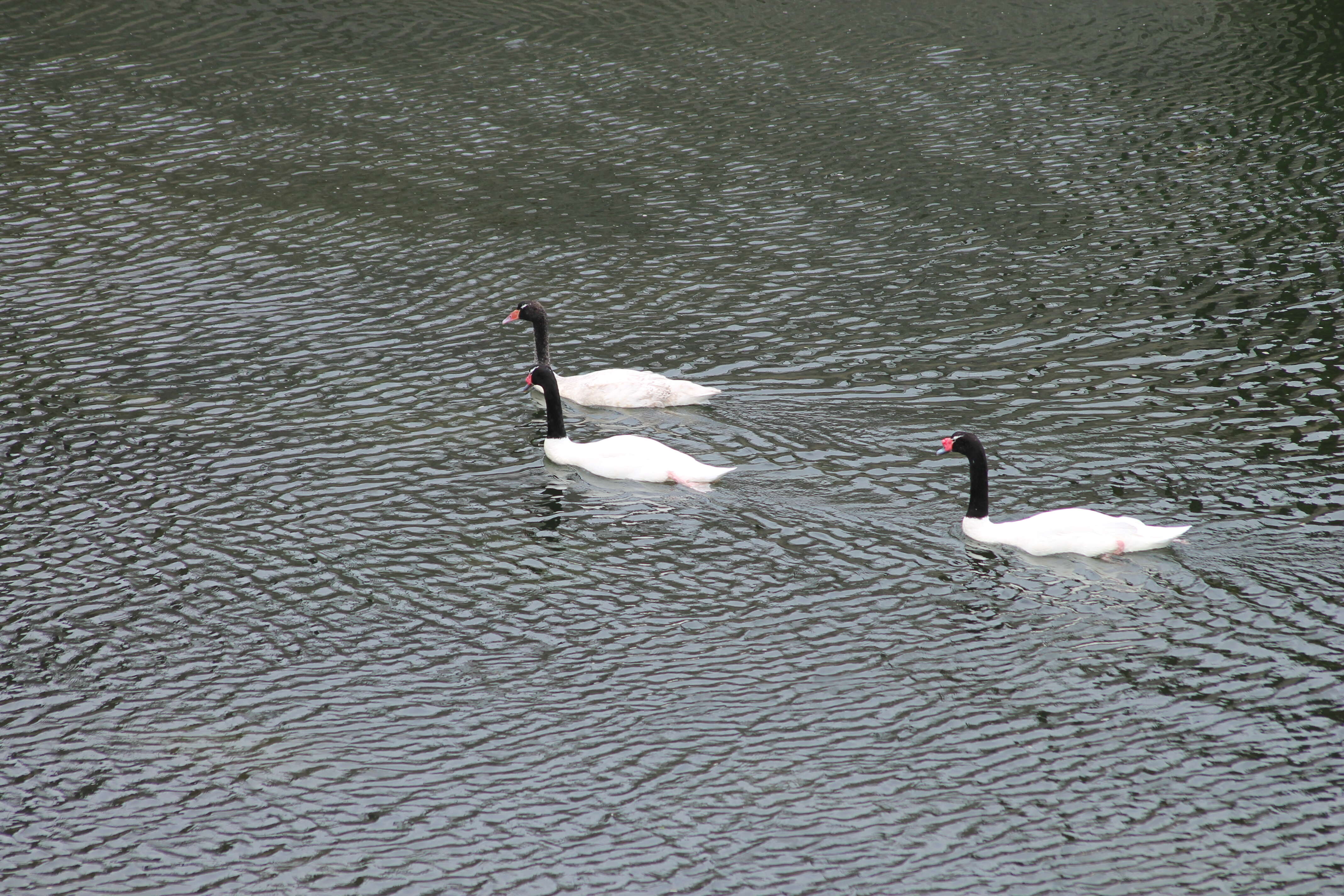 Imagem de Cisne-de-pescoço-preto